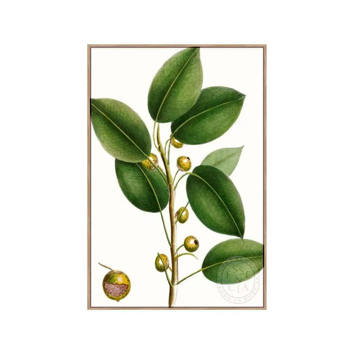 Cherry Fig Tree – Natural Canvas