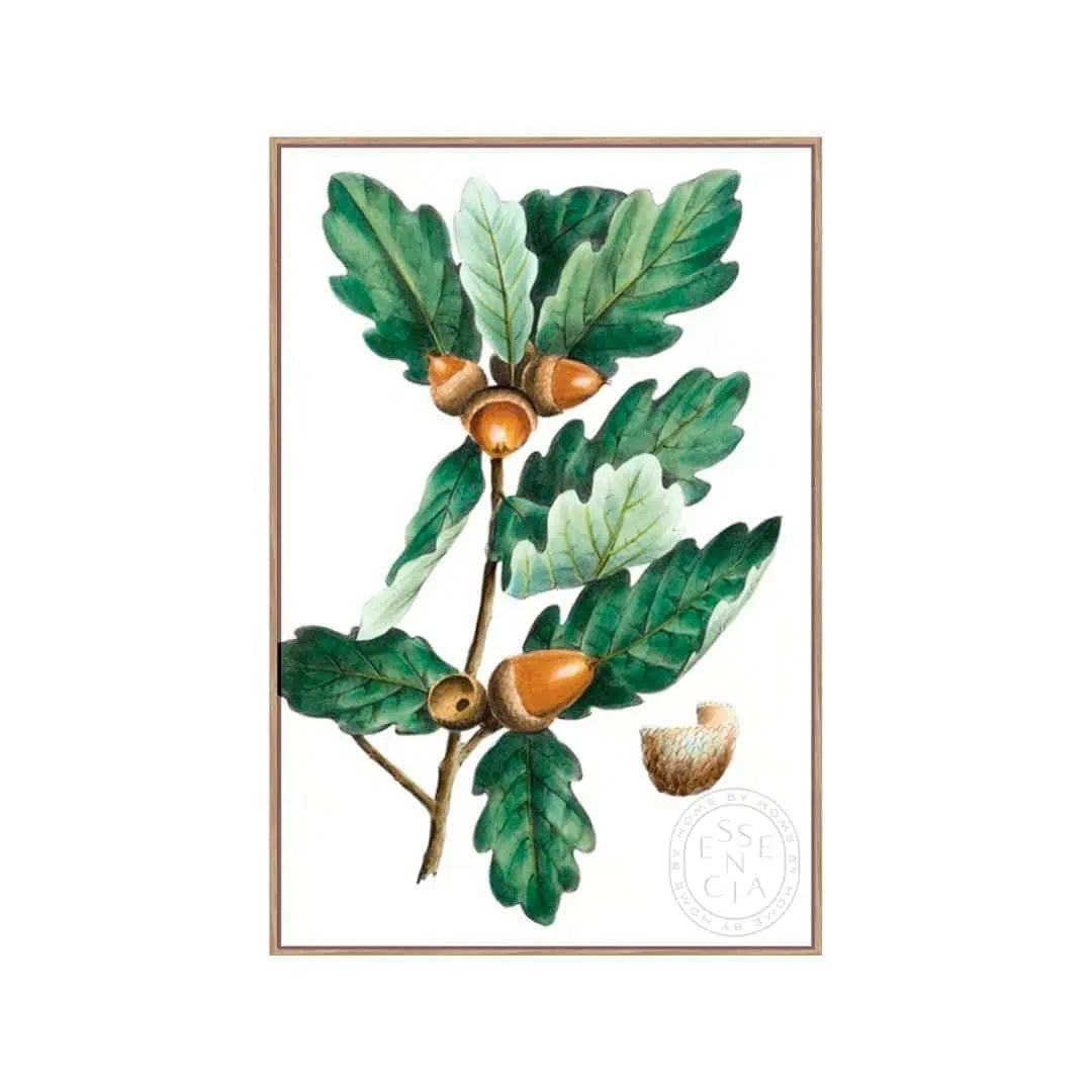 Douglas Oak – Natural Canvas