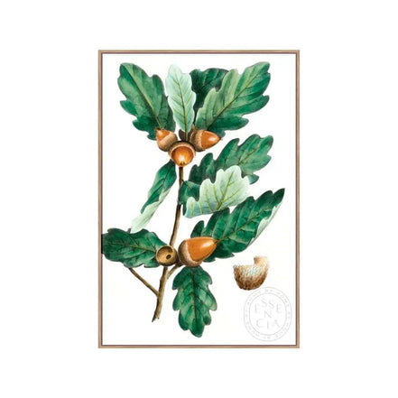 Douglas Oak – Natural Canvas