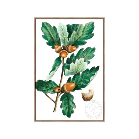 Douglas Oak – Natural Canvas