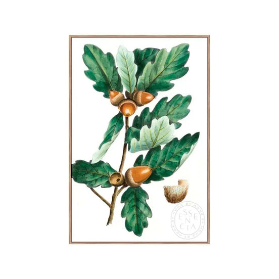 Douglas Oak – Natural Canvas