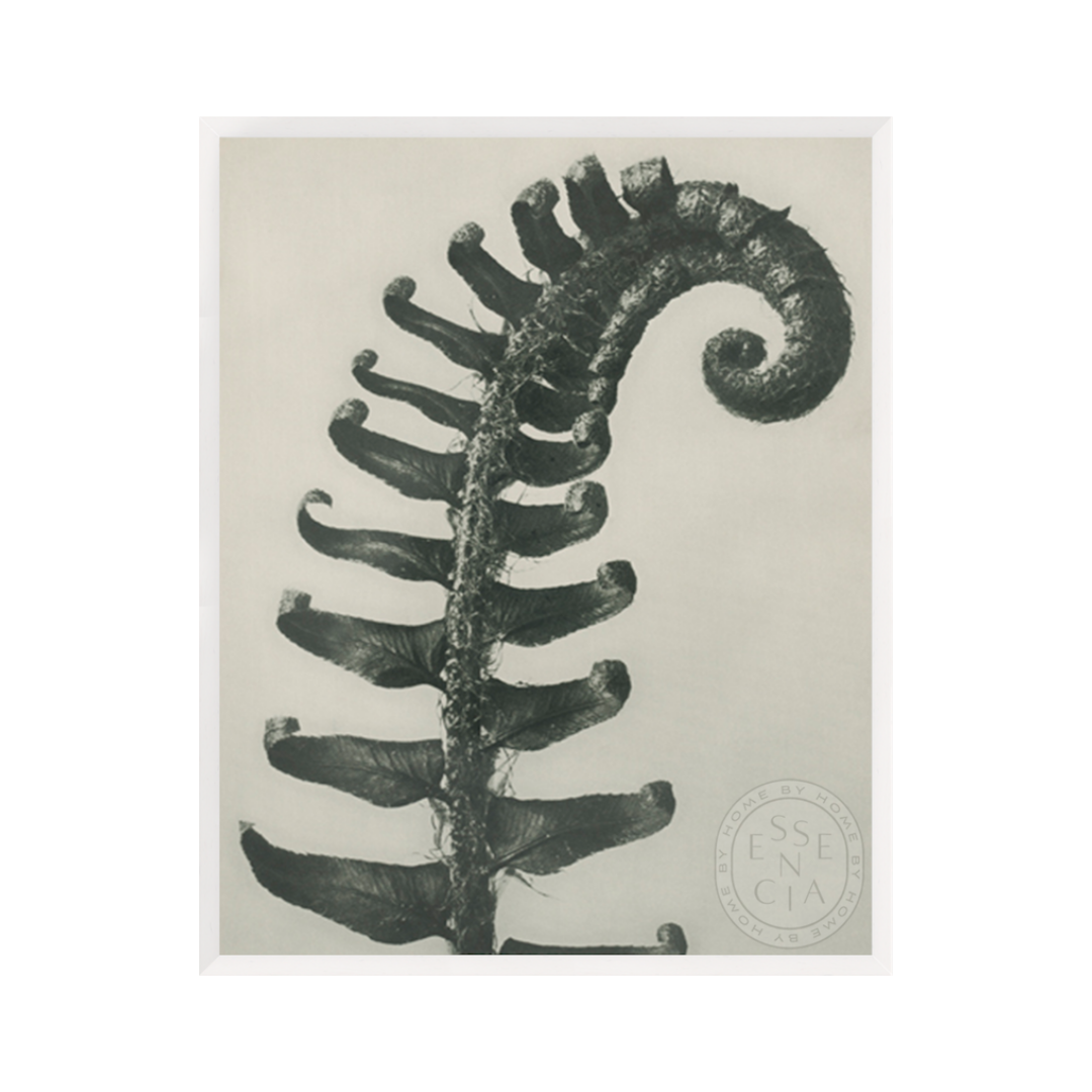 POLYSTICHUM MUNITUM - White Frame