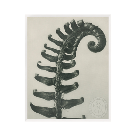 POLYSTICHUM MUNITUM - White Frame