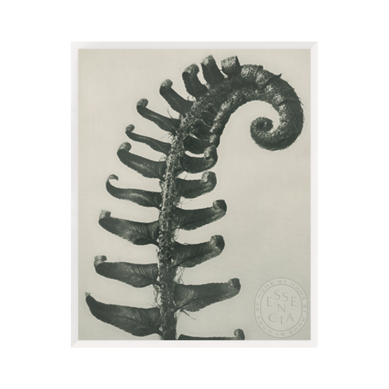 POLYSTICHUM MUNITUM - White Frame