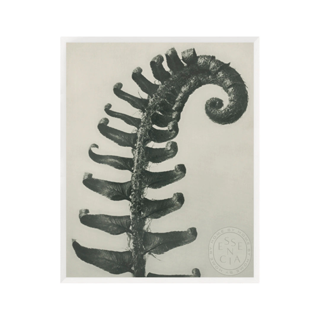 Polystichum Munitum – White Frame