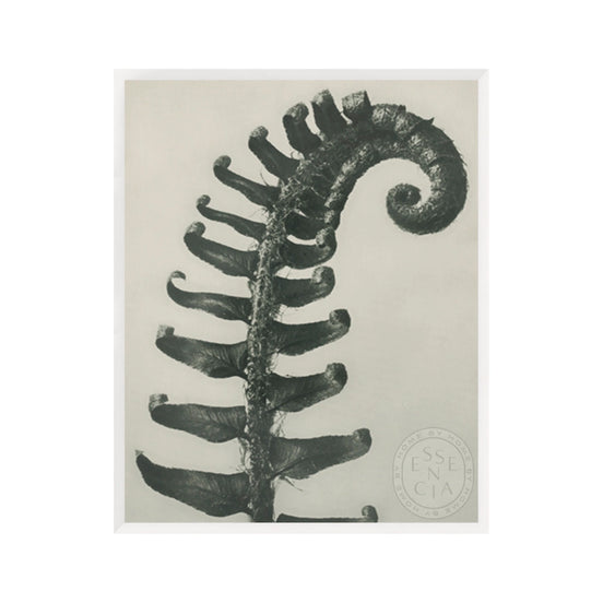 Polystichum Munitum – White Frame