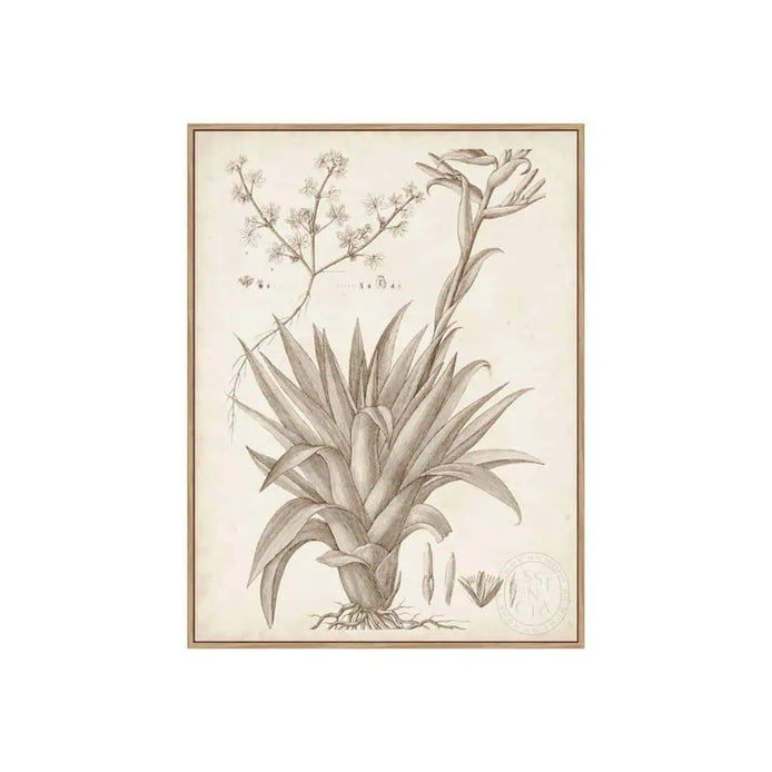 Sepia Exotic Plants IV – Natural Canvas
