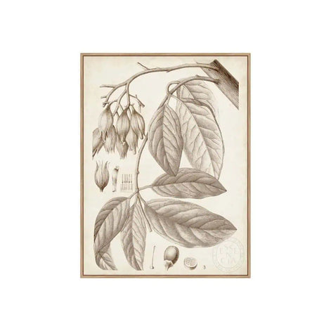 Sepia Exotic Plants VI – Natural Canvas