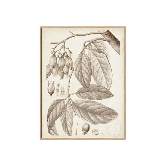Sepia Exotic Plants VI – Natural Canvas