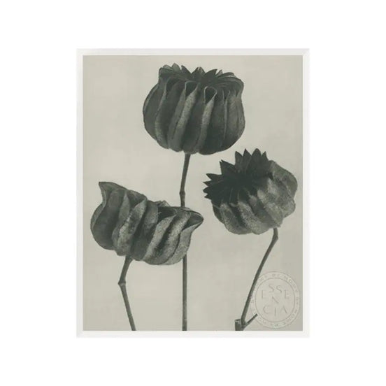 Abutilou – White Frame